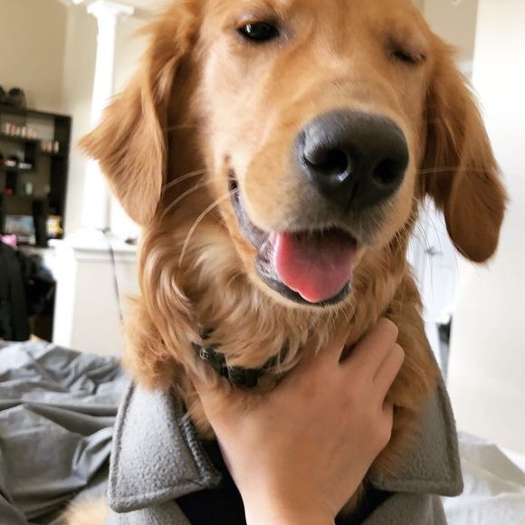 Meet your Posher, Shawnie - Picture 1 of 1